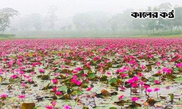 সবুজ চা-বাগানে লাল শাপলা, ফুল ছিঁড়ে সৌন্দর্য নষ্ট করছেন পর্যটকরা