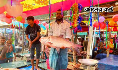 কালাইয়ে নবান্ন উৎসবে জমজমাট মাছের মেলা