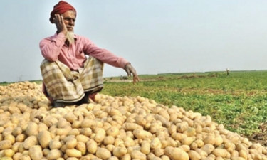 দাদন প্রথার কারণে বাড়ছে আলুর দাম