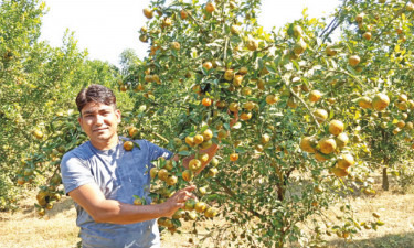 কমলা চাষে সফল শহিদ