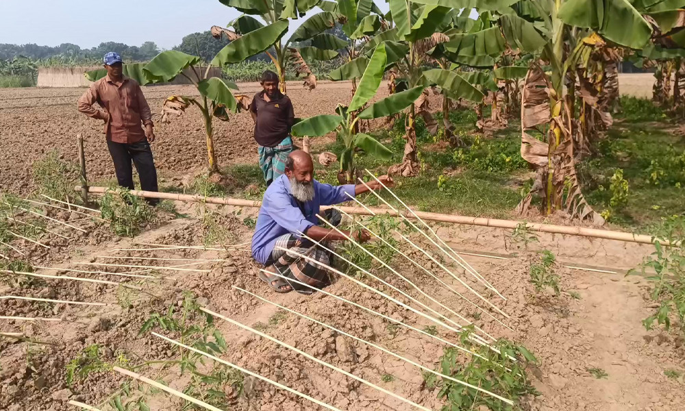 শত্রুতার বলি টমেটো