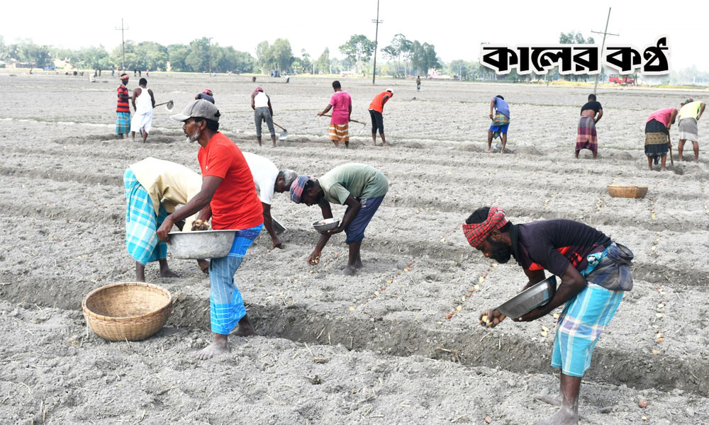 জয়পুরহাটের মাঠে মাঠে আলু চাষের ধুম