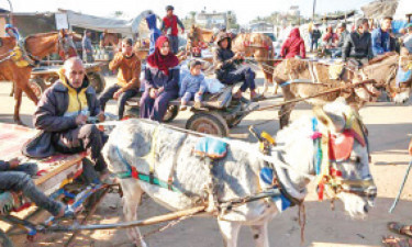 গাজায় গাধানির্ভরতা বাড়ছে