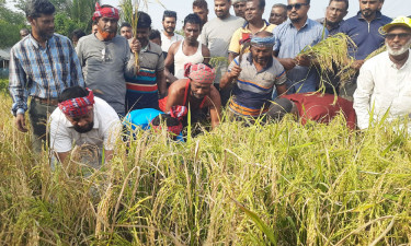 বাগেরহাটে কৃষকের ধান কেটে দিলেন বিএনপির নেতাকর্মী