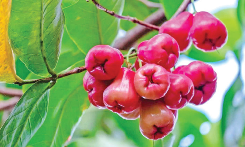 জামরুল