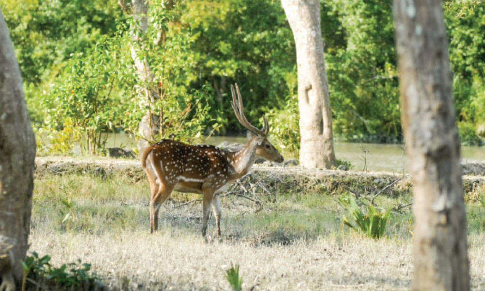 সুন্দরবন