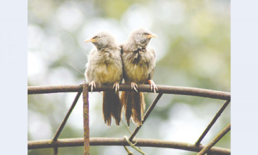 দল বেঁধে ঘোরে বন ছাতারে