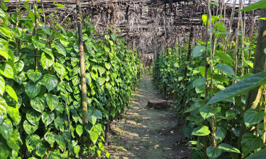 পানে ভাগ্য ফেরাতে গিয়ে বিপাকে সালথার চাষিরা, চান সরকারি সহায়তা