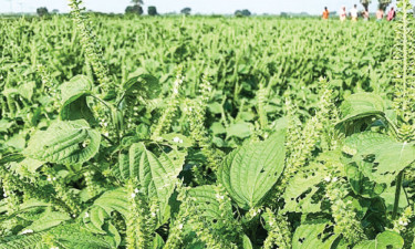 তেল আমদানি কমাবে ‘সাউ পেরিলা’