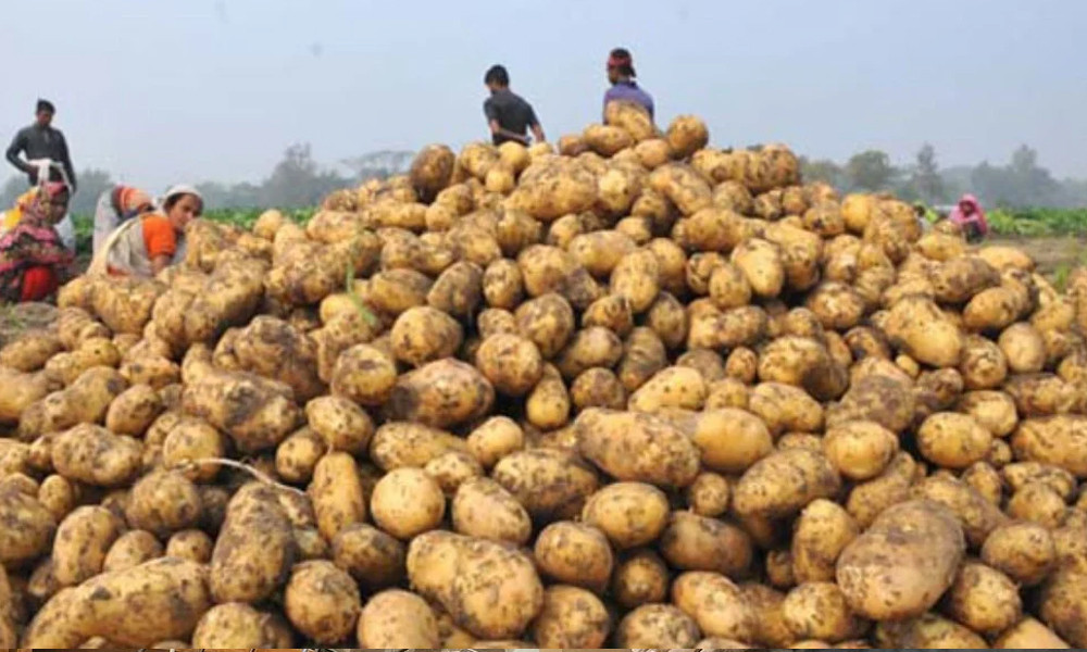 আবারও আলু রপ্তানি বন্ধ করল ভারত