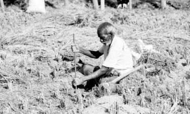 ইঁদুরের ফান্দে কৃষক কান্দে