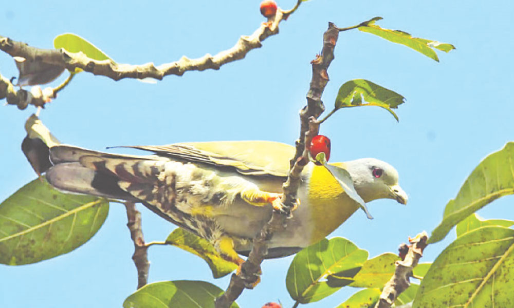 বটগাছ ও হলদে হরিয়াল