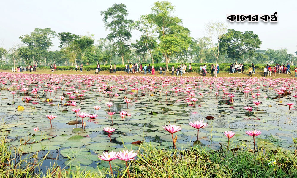 পর্যটকে মুখর দেওন্দি লাল শাপলা বিল