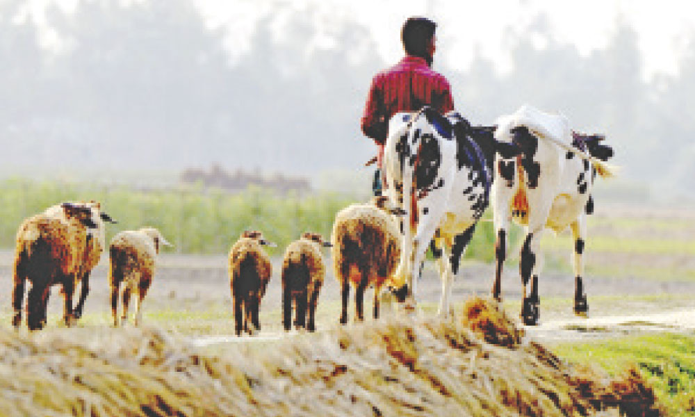 ঘরে ফেরা