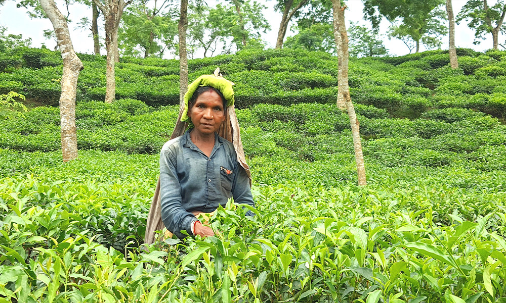 শুধু আশ্বাসেই কাজে ফিরছেন, ৩ মাস আন্দোলন করা অভুক্ত চা শ্রকিরা