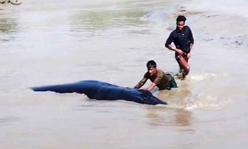 নোয়াখালীর চরে আটকে গেল জীবিত তিমি