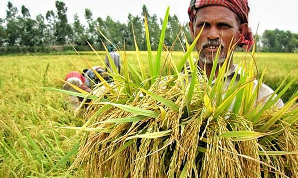 সরকারি কৃষিঋণ ৩৭ হাজার ১৫৩ কোটি টাকা, কর্মকর্তারা ঘুষ নেন ২৫০০ কোটি!