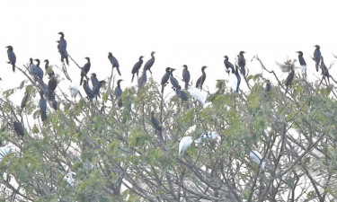 পাখির কলতানে মুখর এলাকা