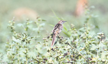 ঘাসপাখির মায়াবী গান