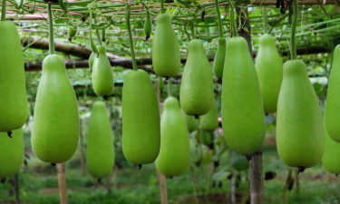 ব্লাড সুগার নিয়ন্ত্রণে রাখবে যে সবজি