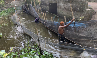 সরকারি খালের মাছ বিক্রির অভিযোগ বিএনপি নেতার বিরুদ্ধে