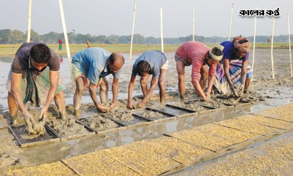 কালীগঞ্জে বোরো সমলয় চাষে বীজতলা তৈরিতে ব্যস্ত কৃষকরা