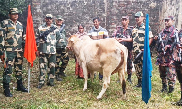 বিজিবি-বিএসএফের পতাকা বৈঠকে ভারতীয় গরু হস্তান্তর