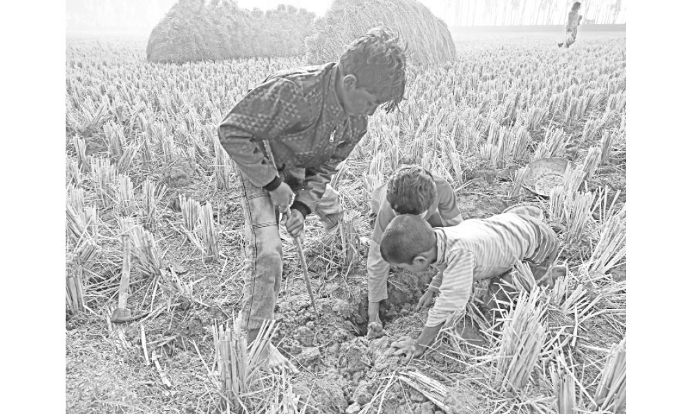 ইঁদুরের ধানে পিঠাপুলি