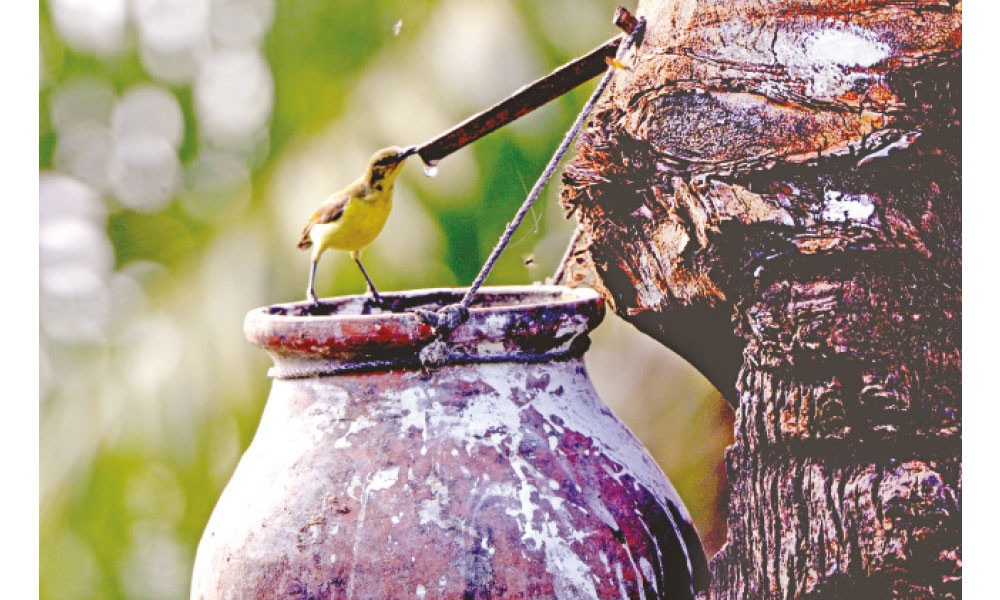 রসের টানে