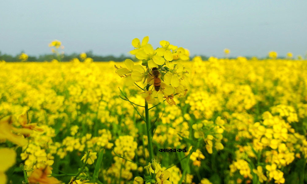 দৃষ্টিজুড়ে হলুদের সমারোহ