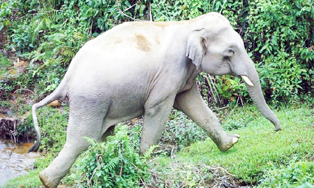 বন্য হাতির আক্রমণে প্রাণ গেল গ্রাম সর্দারের