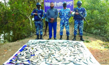 মনপুরায় কোস্ট গার্ডের অভিযানে বিপুল পরিমাণ জাটকা জব্দ