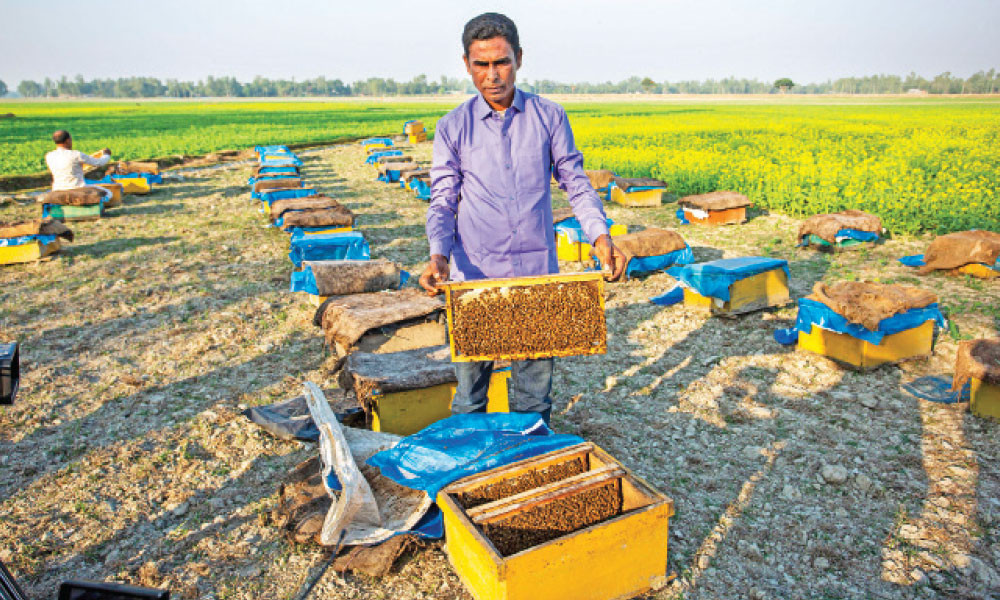 দেশে বাড়ছে মধু চাষি, মিলছে সহায়তা