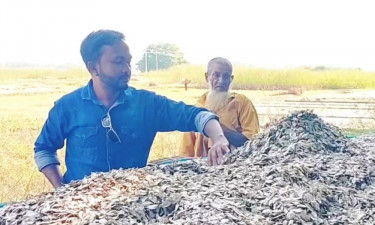 নাটোরে বিষাক্ত কেমিক্যাল ছাড়া শুঁটকি উৎপাদন