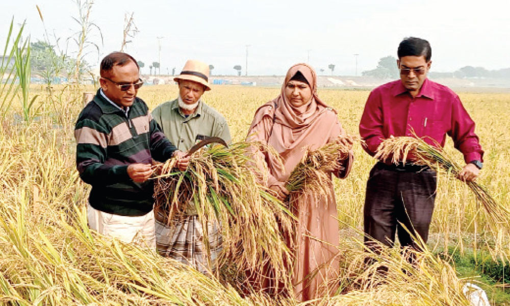 নতুন ধান উদ্ভাবন করলেন স্বশিক্ষিত কৃষক নূর মোহাম্মদ