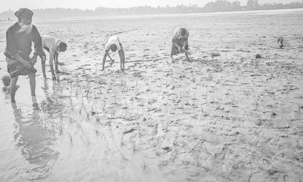 কালো বোরো ধানে সচ্ছল কৃষক