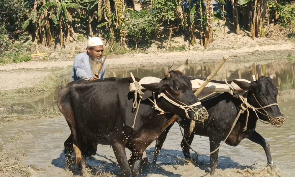 বিলুপ্তির পথে গরু দিয়ে হালচাষ