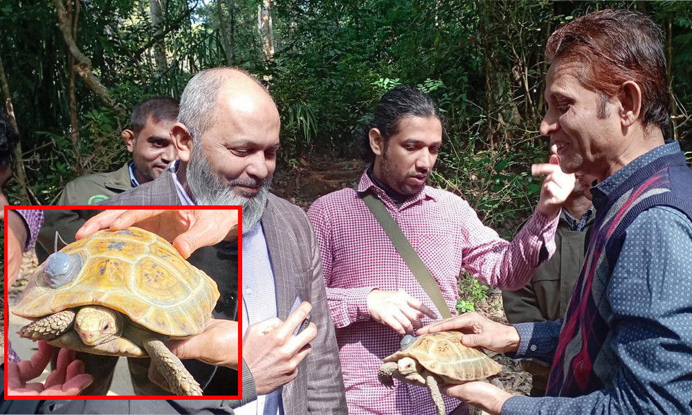 ট্রান্সমিটার স্থাপন করা হলুদ কচ্ছপ ঘুরে বেড়াবে লাউয়াছড়া বনে