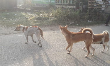 তাড়াশে চলতি বছরে দুই শতাধিক মানুষ কুকুরের কামড়ের শিকার