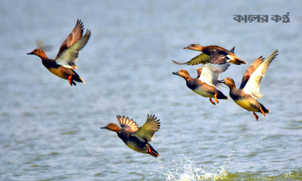 সাপাহারের জবই বিলে পরিযায়ী পাখির আগমন শুরু