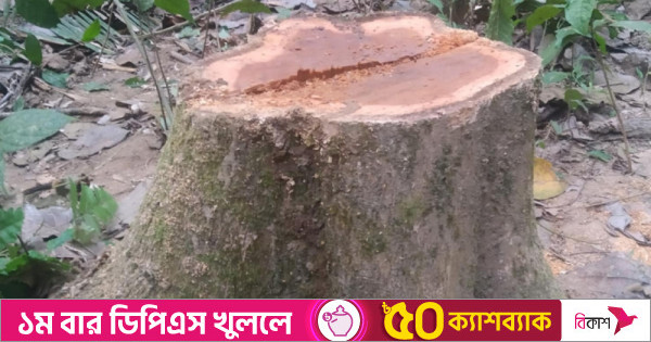 লাউয়াছড়া জাতীয় উদ্যানের গাছ চুরি