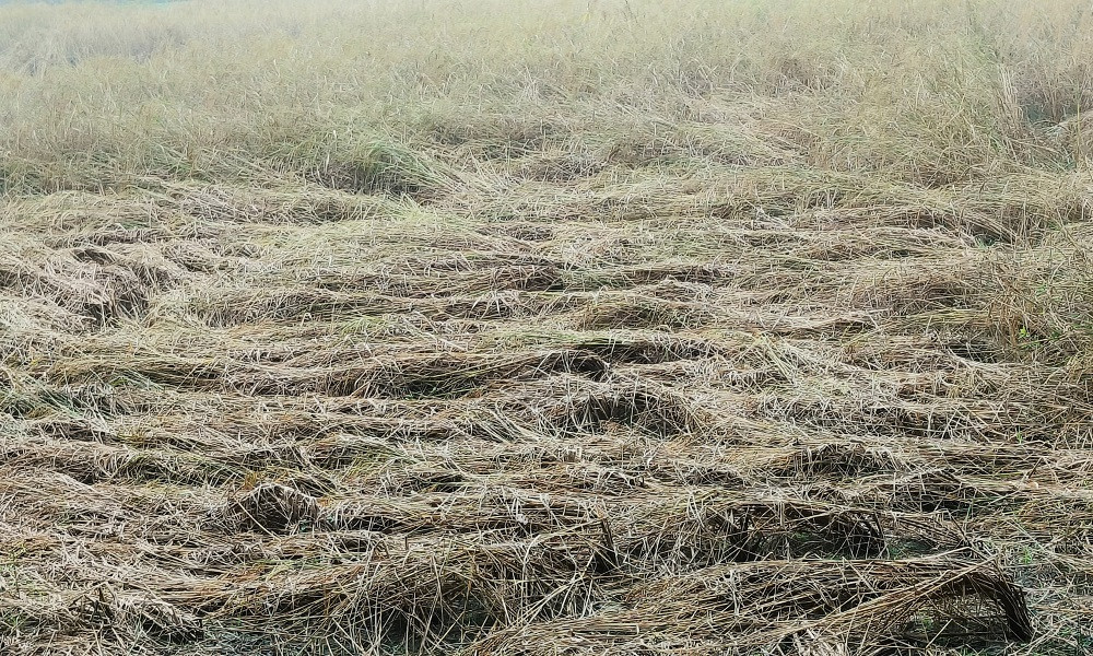 পৌষের বৃষ্টিতে কৃষকের কপালে চিন্তার ভাঁজ