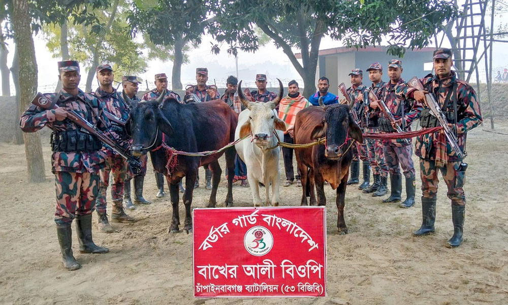 সীমান্তে ৩ ভারতীয় গরুসহ ৩ চোরাকারবারিকে আটক করল বিজিবি