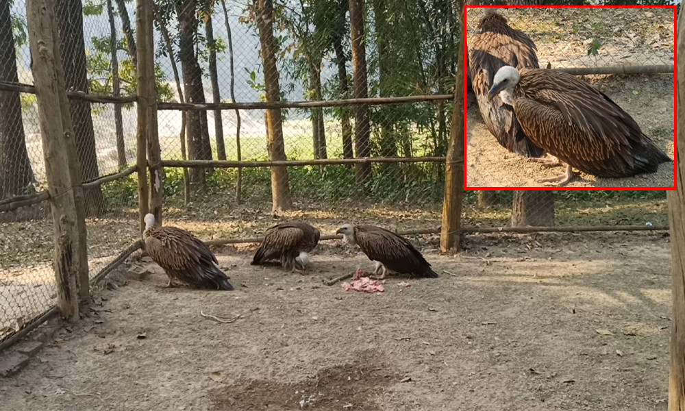 শকুন প্রকৃতির এক অমূল্য ঝাড়ুদার, আজ বিলুপ্তির পথে