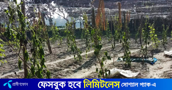 কৃষকের ১ একরের করলাগাছ কাটল দুর্বৃত্তরা