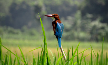 মাছরাঙার ছানা