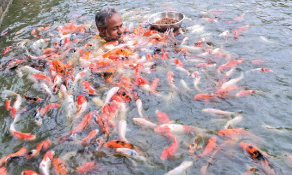 রঙিন মাছে সফলতা মিনুর