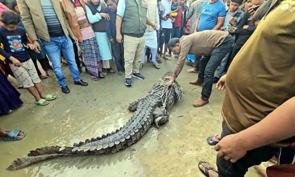 কুষ্টিয়ায় মাছ ধরার জালে উঠে এলো কুমির, জনতার ভিড়