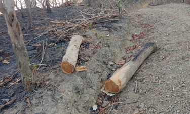 ‘পুষ্পা’ সিনেমা স্টাইলে কাঠ পাচার, লোক দেখানো তদন্ত