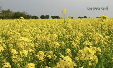 হাওরাঞ্চলে ৭৫ কোটি টাকার সরিষা উৎপাদনের সম্ভাবনা